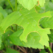 Feuille trouée par une abeille mégachile